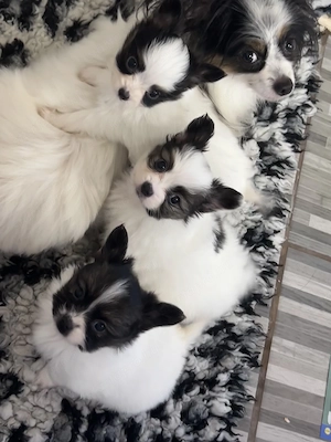 Papillon pillangó kutya törzskönyves kiskutyák - kép 10