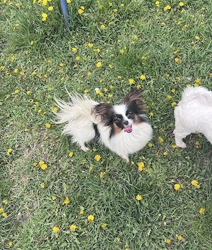 Papillon pillangó kutya junior szuka - kép 4