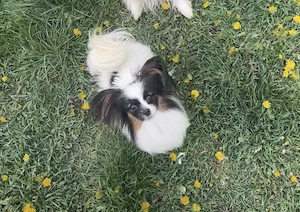 Papillon pillangó kutya junior szuka