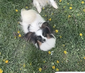 Papillon pillangó kutya junior szuka - kép 3