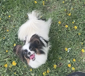Papillon pillangó kutya junior szuka - kép 2