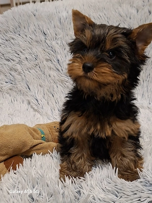 Yorkshire Terrier,yorki eladó - kép 4
