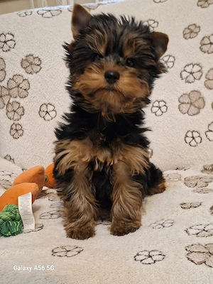 Yorkshire Terrier,yorki eladó - kép 2