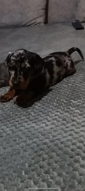 Szerető gazdit keresnek tacsko kölykök  - kép 2