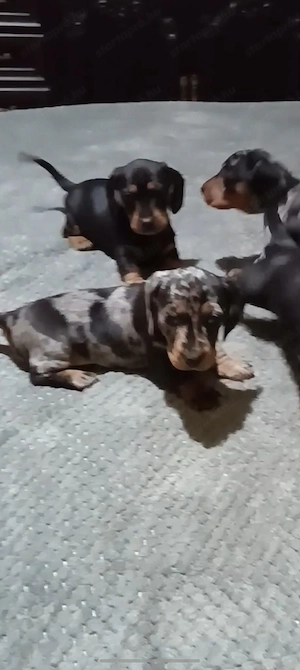 Szerető gazdit keresnek tacsko kölykök  - kép 3