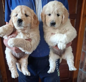 golden retriver kölykök eladök - kép 2