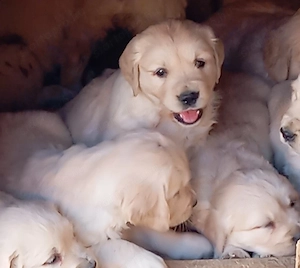 Golden retriever kiskutyák. - kép 2