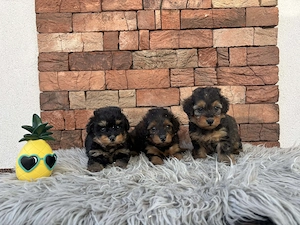 Cockapoo kiskutyák gazdit keresnek - kép 2