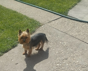  Yorkshire terrier  - kép 2