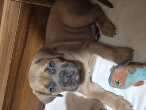 Cane Corso Formentino - kép 3