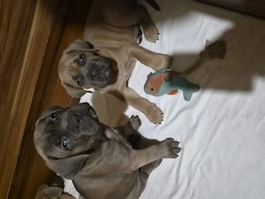 Cane Corso Formentino - kép 4