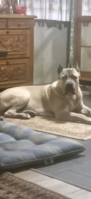 Cane Corso Formentino - kép 2