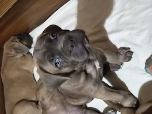 Cane Corso Formentino - kép 5