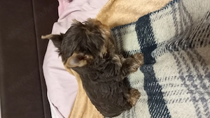 Yorkshire terrier jellegű fiú - kép 2