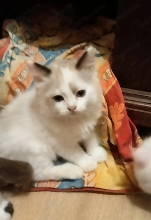 Bicolor ragdoll kisfiú eladó - kép 8