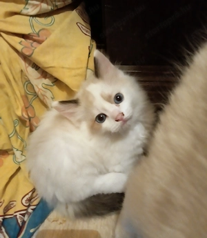 Bicolor ragdoll kisfiú eladó - kép 7