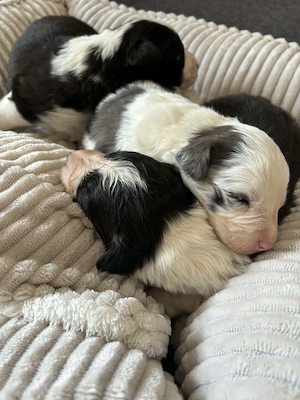 Border collie kiskutya  - kép 2