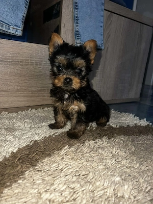Yorkshire Terrier bébik 
