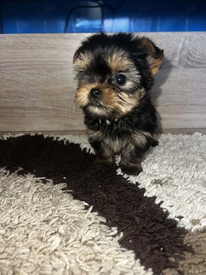 Yorkshire Terrier bébik  - kép 3