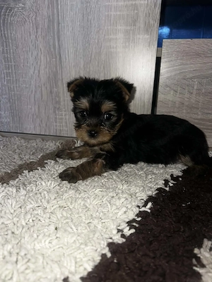 Yorkshire Terrier bébik  - kép 2