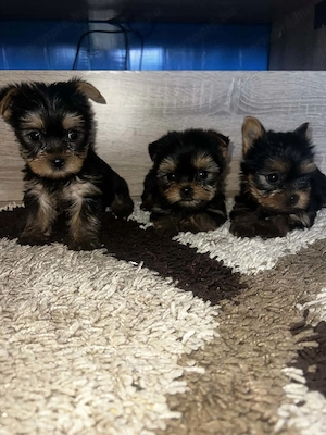 Yorkshire Terrier bébik  - kép 4