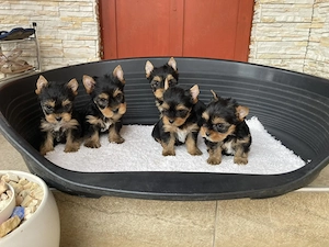 yorkshire terrier kutyak