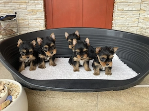yorkshire terrier kutyak - kép 2