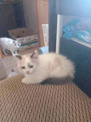 Bicolor ragdoll kisfiú eladó - kép 5