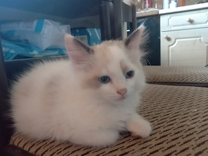 Bicolor ragdoll kisfiú eladó - kép 4