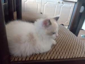 Bicolor ragdoll kisfiú eladó - kép 3
