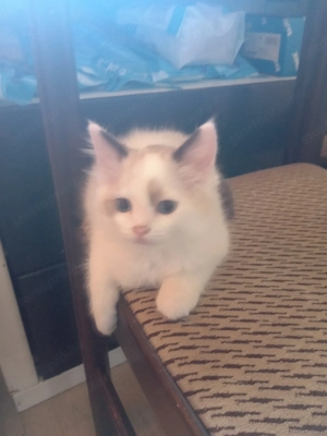 Bicolor ragdoll kisfiú eladó - kép 9