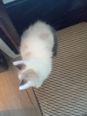 Bicolor ragdoll kisfiú eladó - kép 10