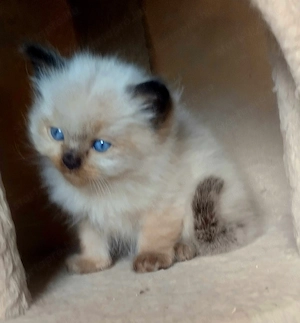 Ragdoll kandúr foglalható 2026.03.28. - kép 2