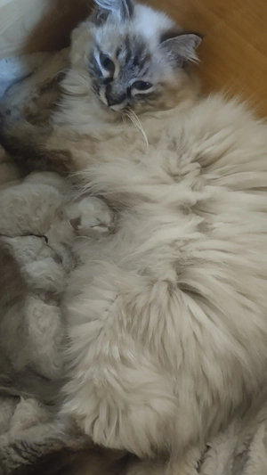 Ragdoll kiscicák foglalhatók 2026.04.27. - kép 6