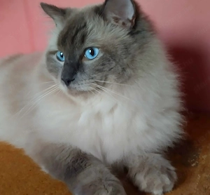 Ragdoll kiscicák foglalhatók 2026.04.27. - kép 5