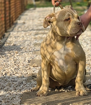 American bully kiskutyák 