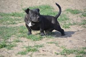 American bully kiskutyák  - kép 4
