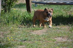 American bully kiskutyák  - kép 5