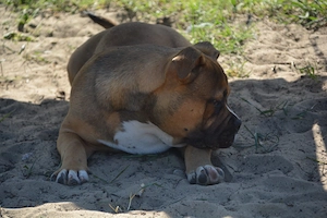 American bully kiskutyák  - kép 3