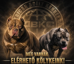 American bully kiskutyák  - kép 6