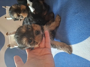 Yorkshire terrier kiskutyák - kép 3