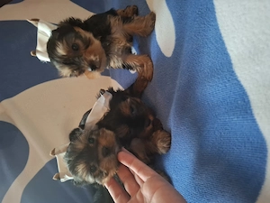 Yorkshire terrier kiskutyák - kép 4