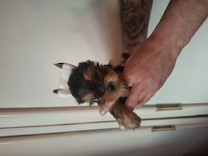Yorkshire terrier kiskutyák - kép 2