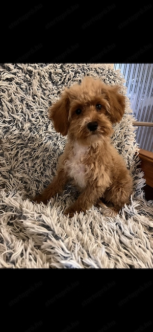 Prémium Maltipoo kisfiú szerető családot keres!