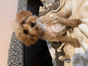 Prémium Maltipoo kisfiú szerető családot keres! - kép 2