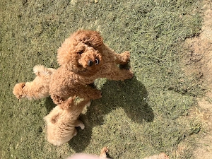 Prémium Maltipoo kisfiú szerető családot keres! - kép 3