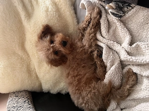Prémium Maltipoo kisfiú szerető családot keres! - kép 4