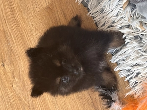 Két tündéri Pomerániai kisfiú álomgazdit keres!  - kép 2
