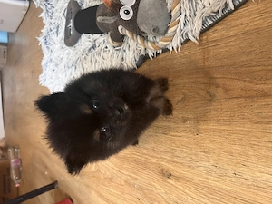 Két tündéri Pomerániai kisfiú álomgazdit keres! 