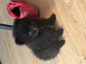 Két tündéri Pomerániai kisfiú álomgazdit keres!  - kép 6